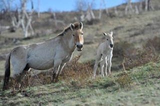 SA-1326   二大国立公園 ＜花と馬と大空＞と大草原乗馬　6日間